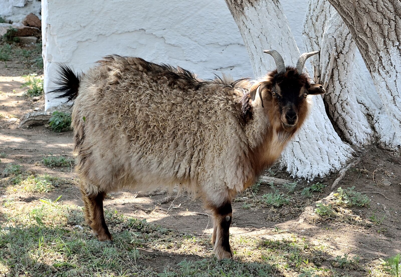 Nikon D5200 sample photo. Goat, animal, pet photography