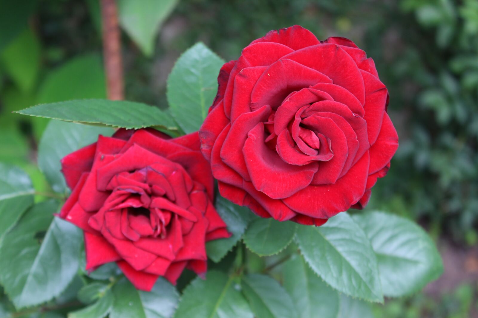 Canon EOS 600D (Rebel EOS T3i / EOS Kiss X5) sample photo. Roses, blossom, bloom photography