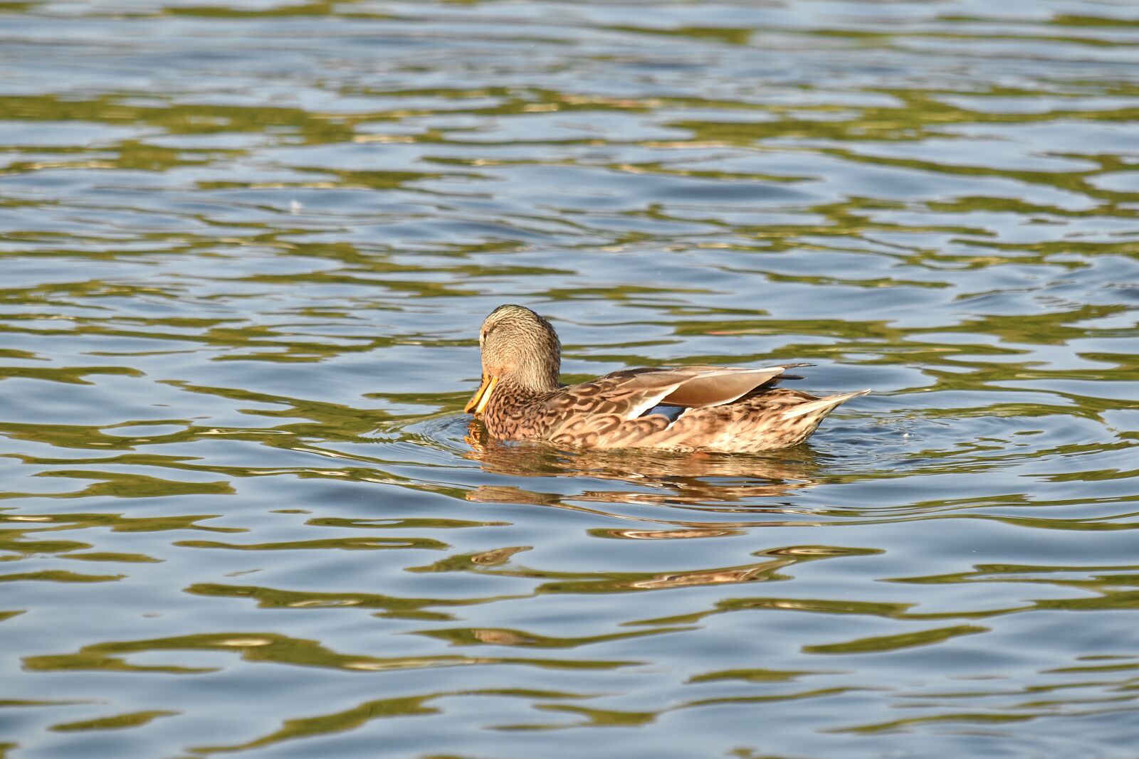 Nikon D5500 sample photo. Mallard, shorebird, wading bird photography
