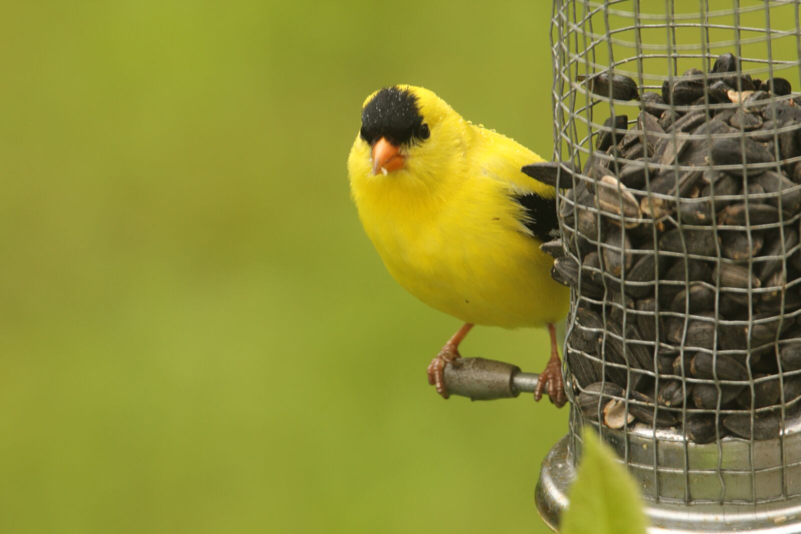 Canon EOS 60D sample photo. Birds, animal, nature photography