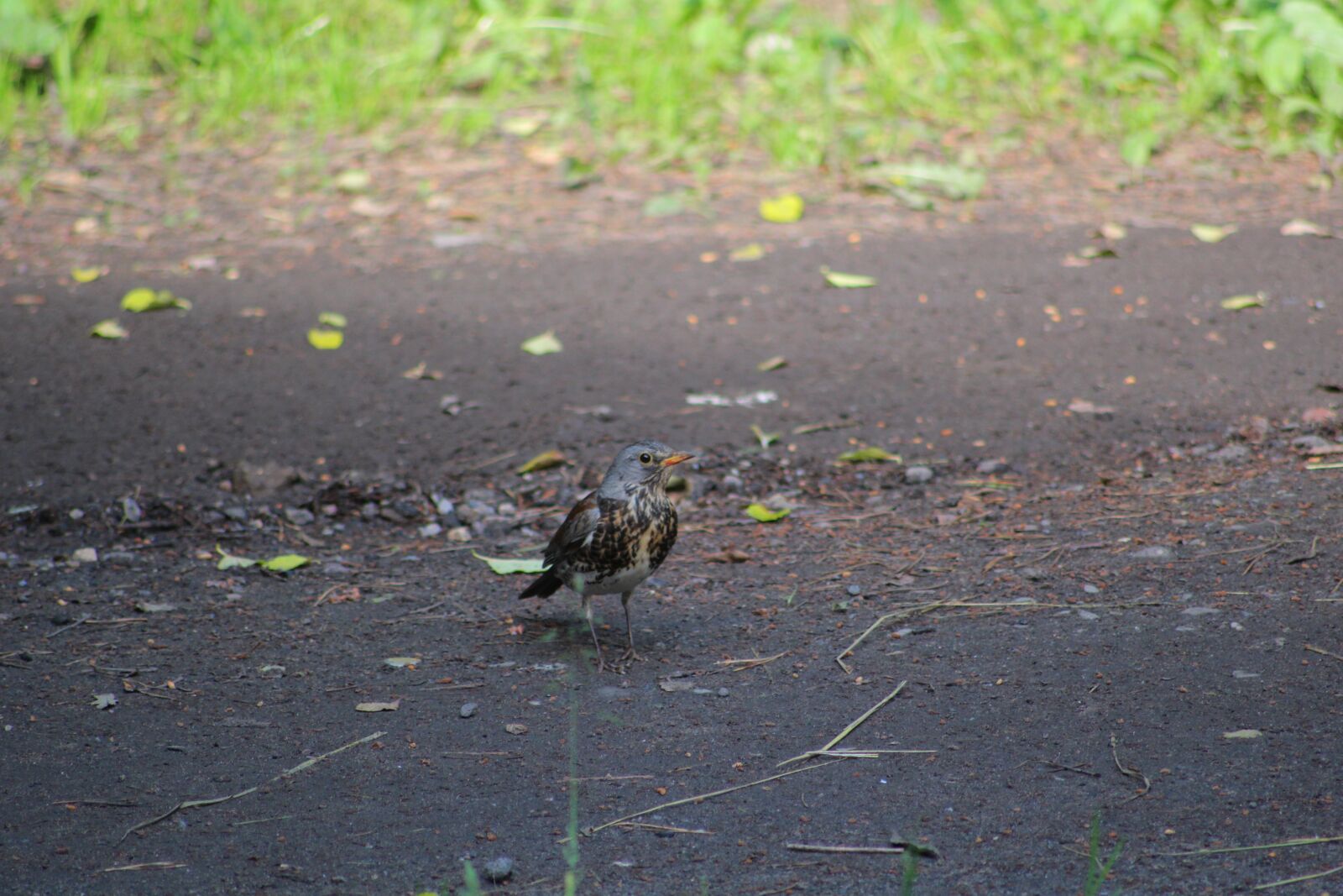Canon EOS 100D (EOS Rebel SL1 / EOS Kiss X7) sample photo. A fieldfare, thrush, bird photography