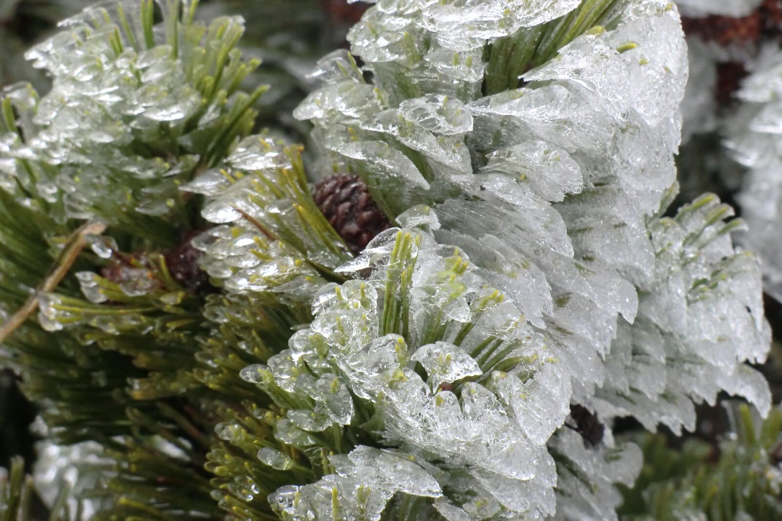 CASIO EX-H15 sample photo. Frost, winter, ice photography