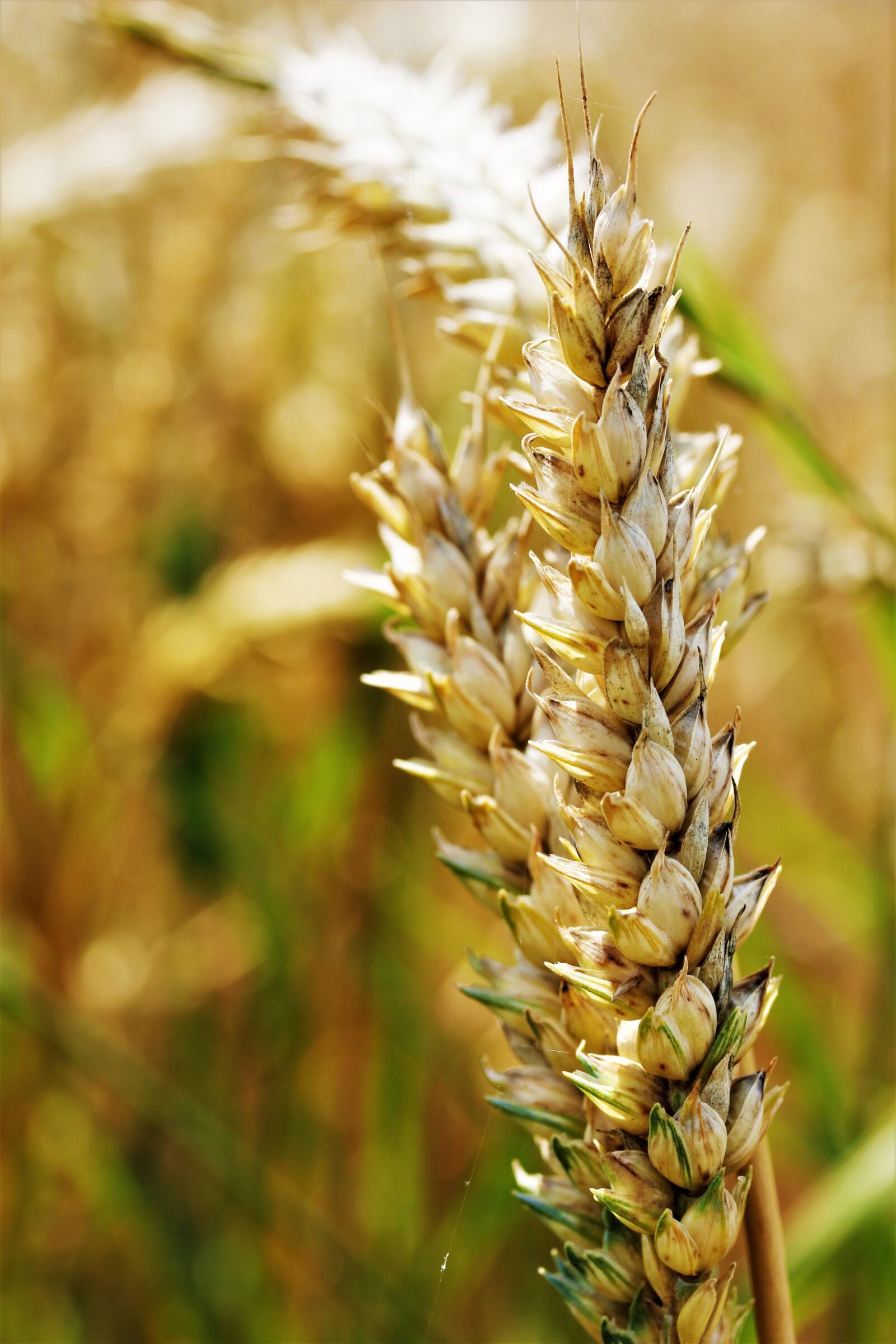 Canon EOS 550D (EOS Rebel T2i / EOS Kiss X4) sample photo. Wheat, field, agriculture photography