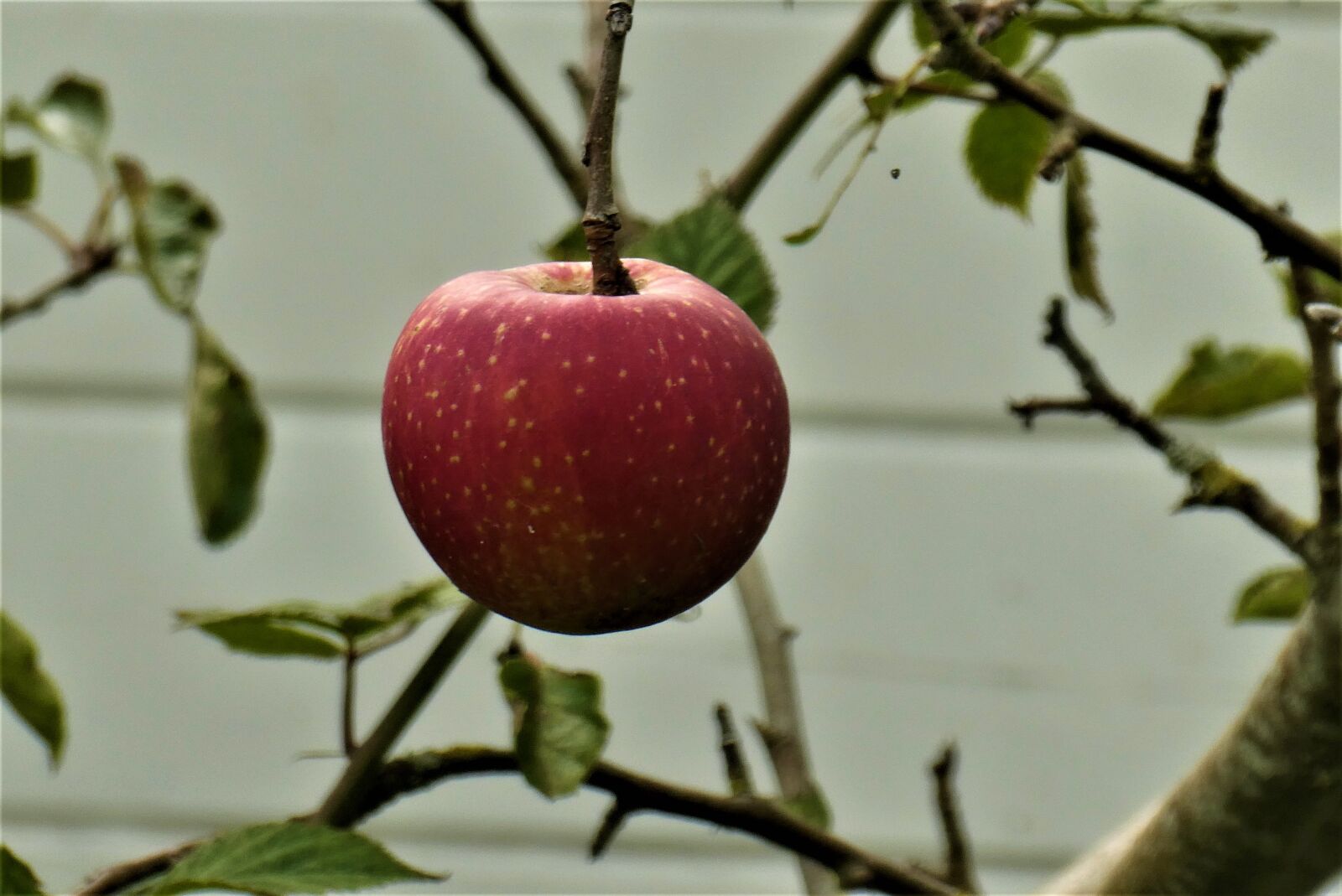 Panasonic Lumix DC-ZS70 (Lumix DC-TZ90) sample photo. Apple, red apple, fresh photography