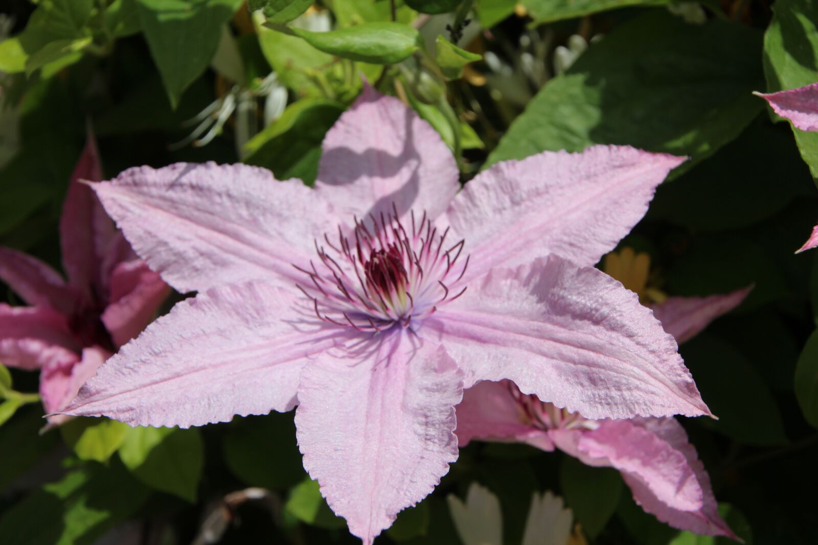 Canon EOS 600D (Rebel EOS T3i / EOS Kiss X5) sample photo. Clematis, clematis pink, creeper photography