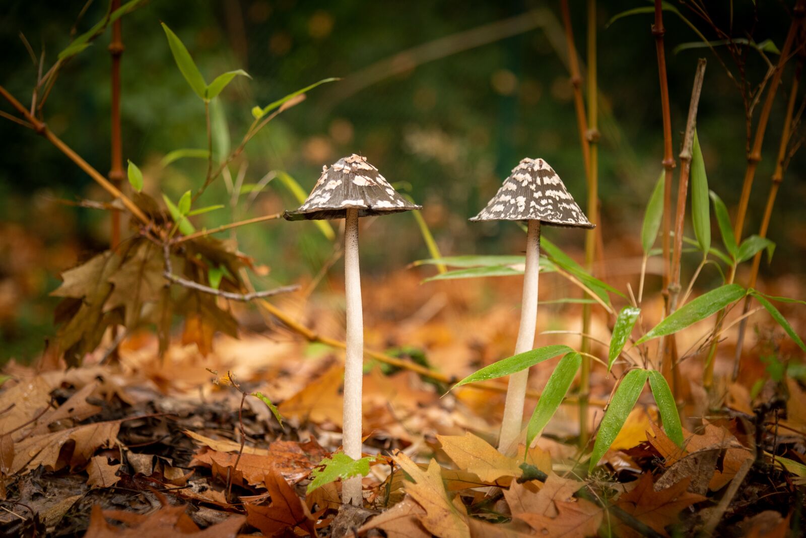 Nikon D750 sample photo. Mushroom, autumn, black photography