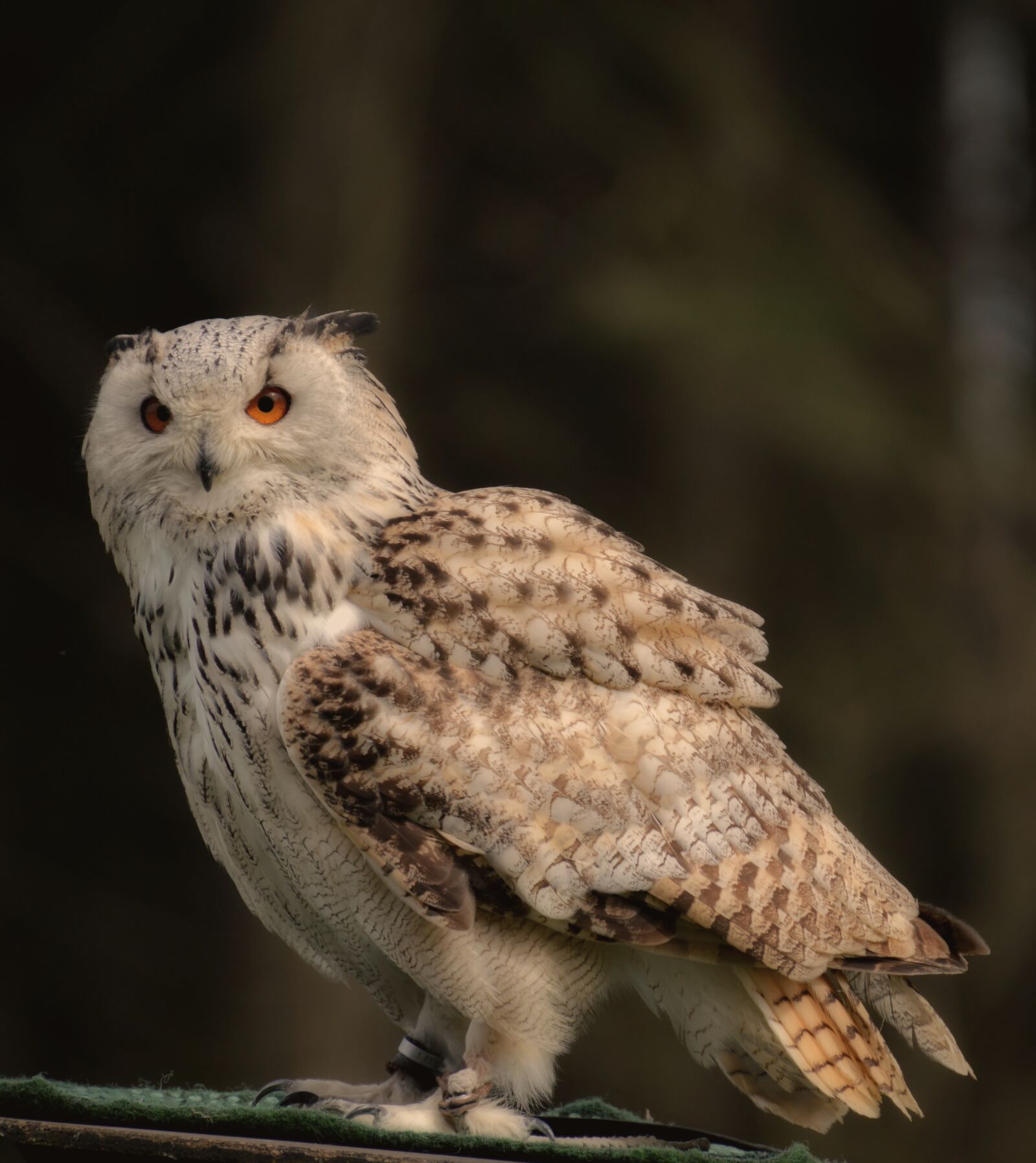 Nikon D3200 sample photo. Owl, bird, feather photography