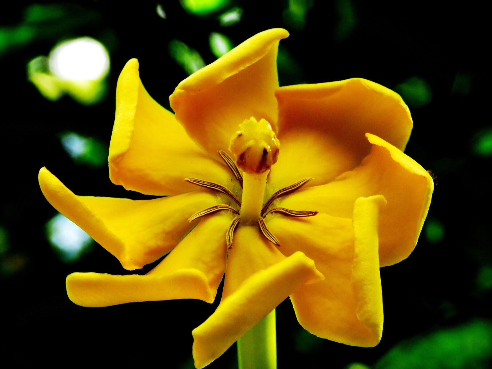 Canon PowerShot SX60 HS sample photo. Close up, flower, fresh photography