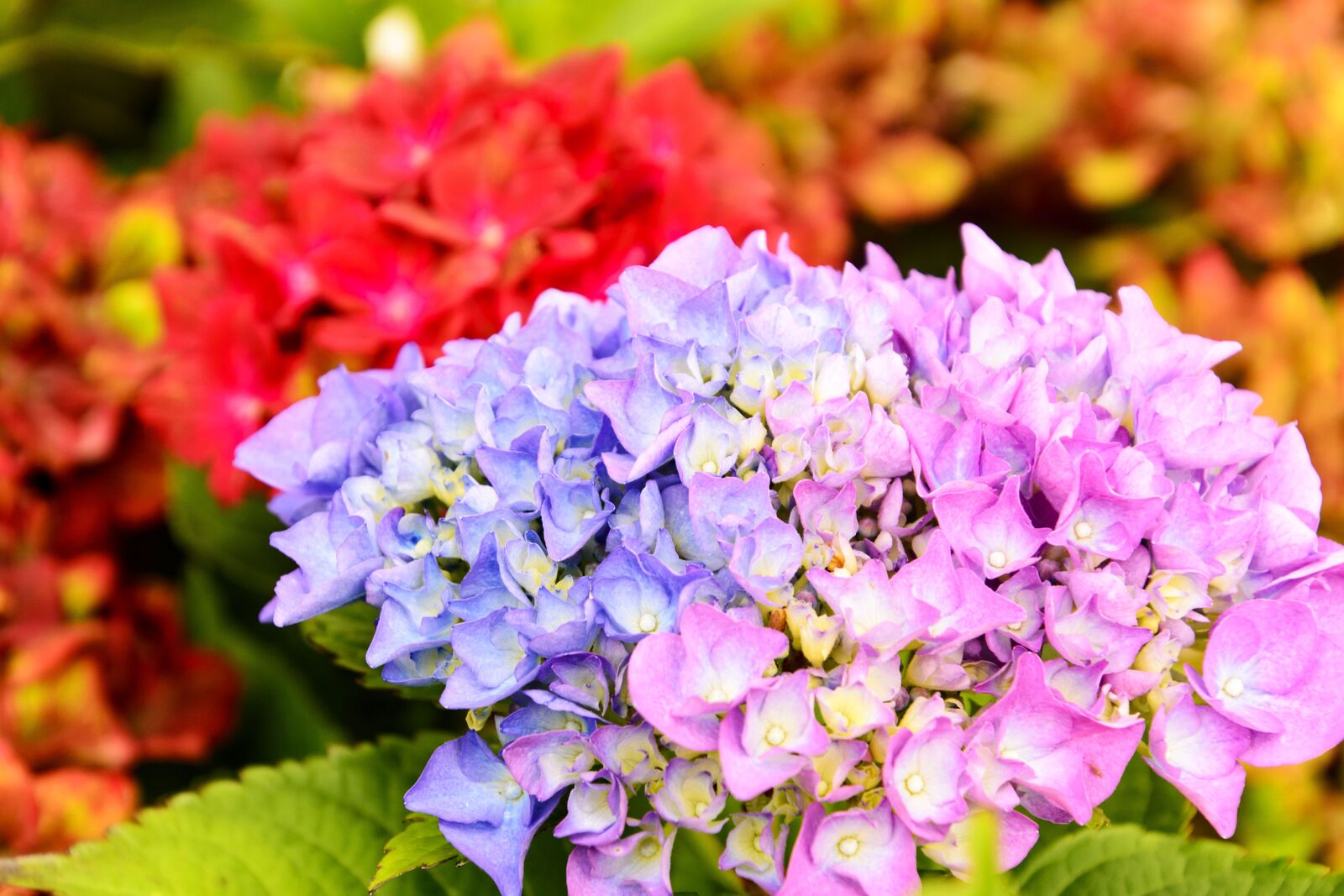 Nikon D7100 sample photo. Hydrangea, flower, plant photography