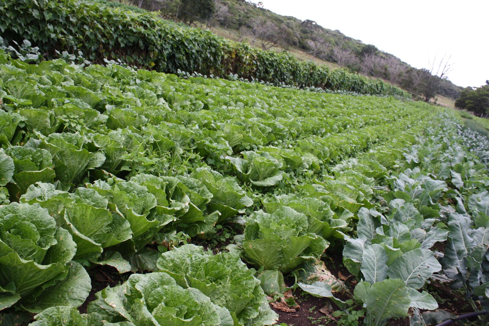 Canon EOS 1000D (EOS Digital Rebel XS / EOS Kiss F) sample photo. Plantation, lettuce, roça photography