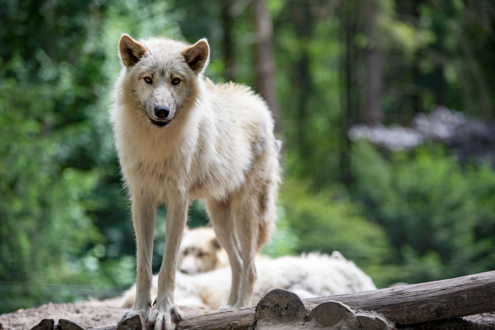 Canon EOS 6D Mark II sample photo. Wolf, mondo verde, animal photography