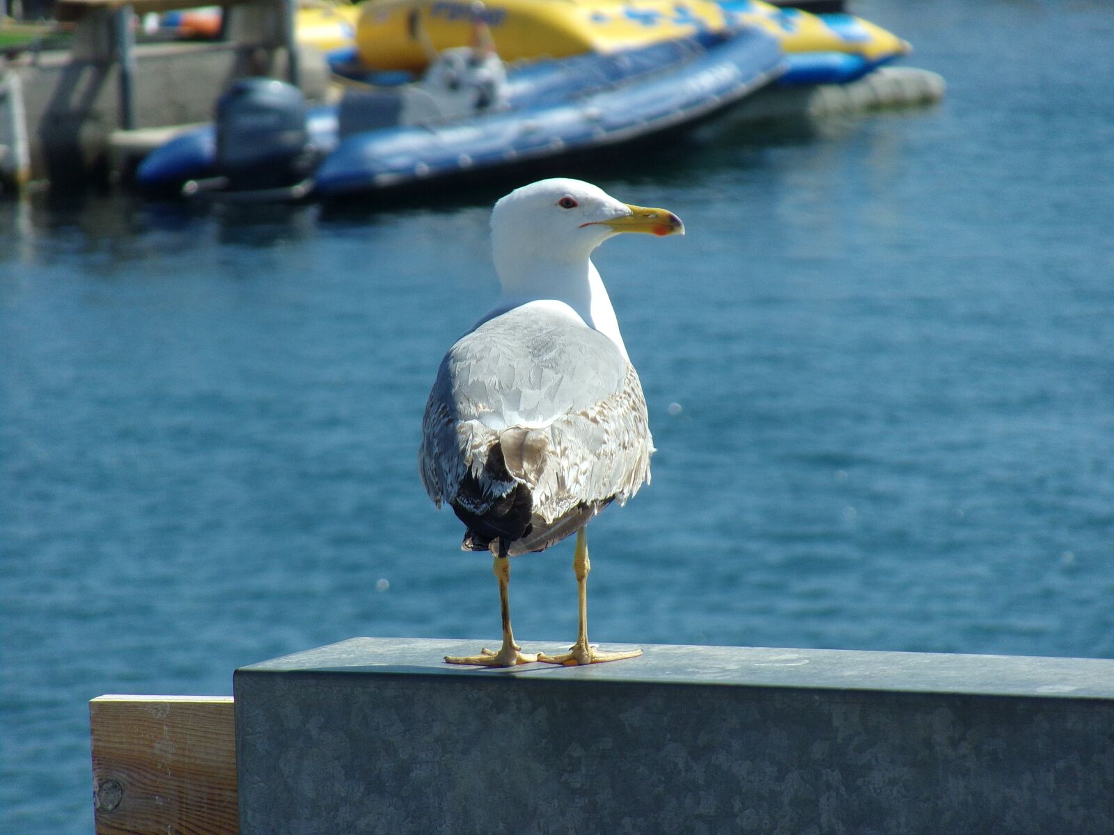 Kodak PIXPRO AZ251 sample photo. Seagull, sea, bird photography