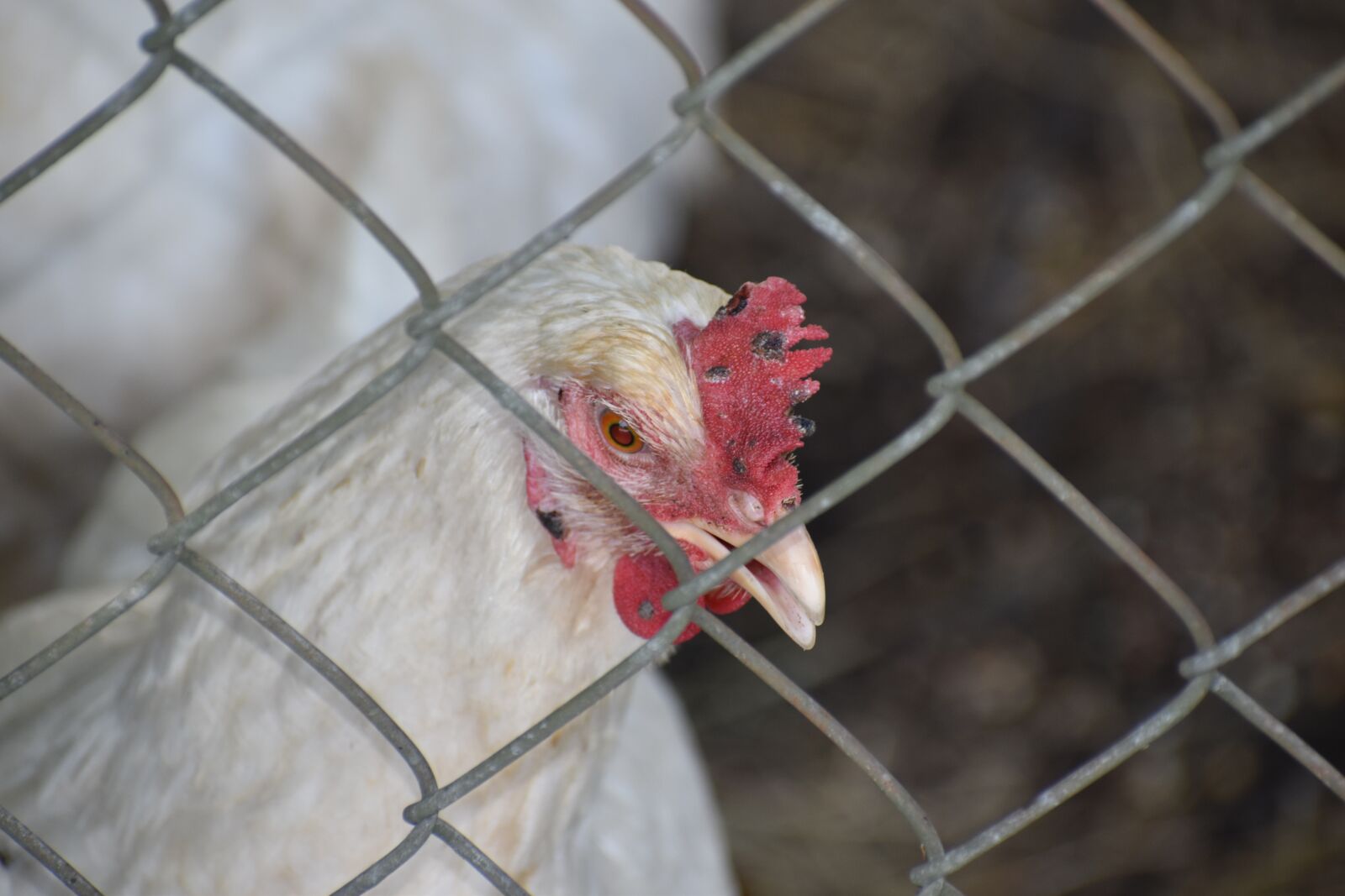 Nikon D3500 sample photo. Hen, chicken, bird photography
