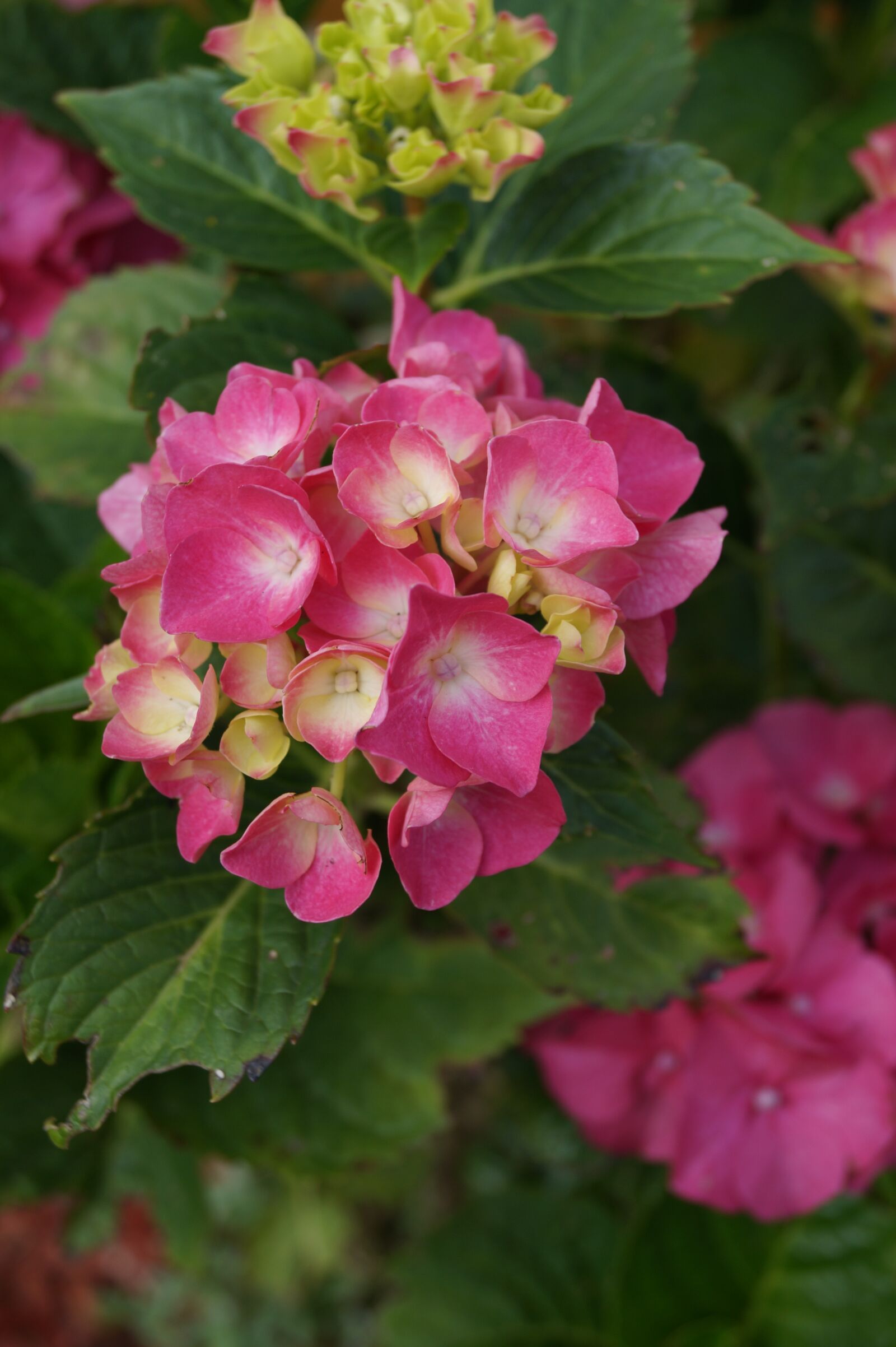 Sony DT 18-55mm F3.5-5.6 SAM II sample photo. Hydrangea, flowers, nature photography
