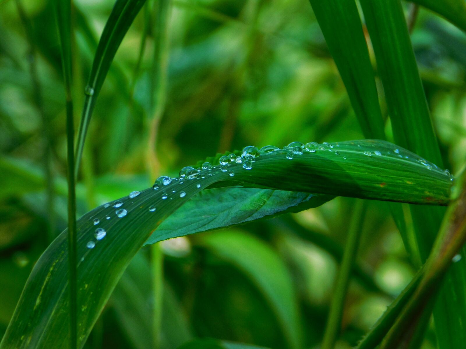 Nikon Coolpix L840 sample photo. Leafs, water, drops photography