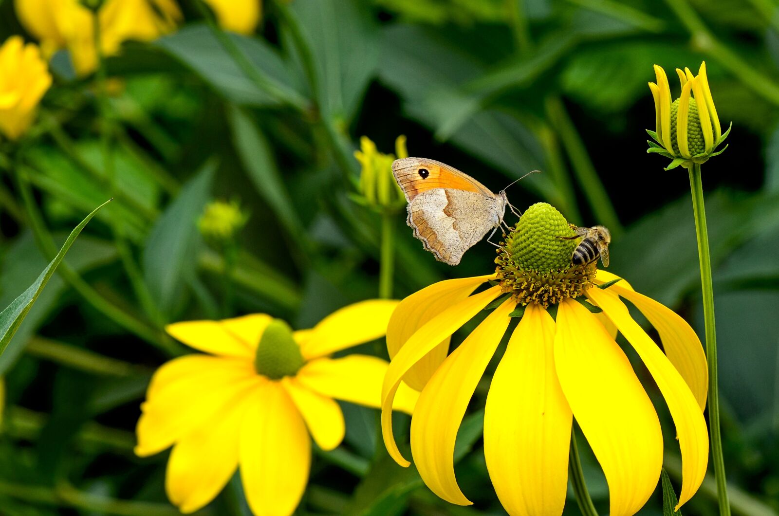 Nikon D7000 sample photo. Coneflower, yellow, nature photography