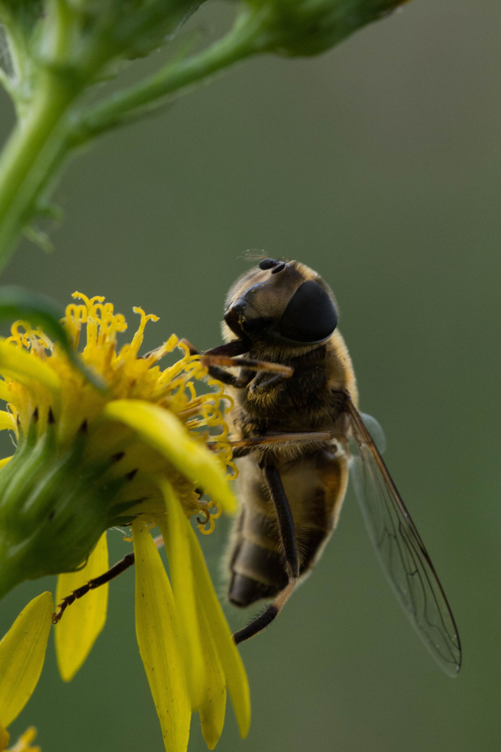 Nikon D5200 sample photo. Insect, nature, wildlife photography