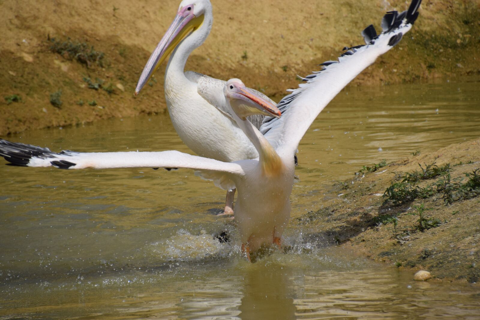 Nikon D5300 sample photo. Pelican, water, white photography