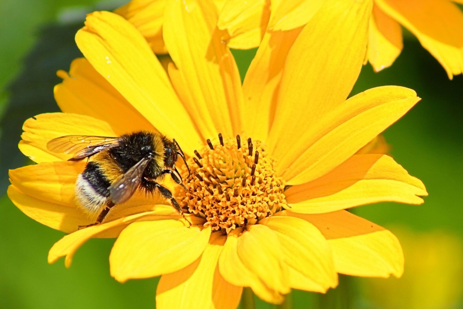 Nikon D3200 sample photo. Hummel, blossom, bloom photography