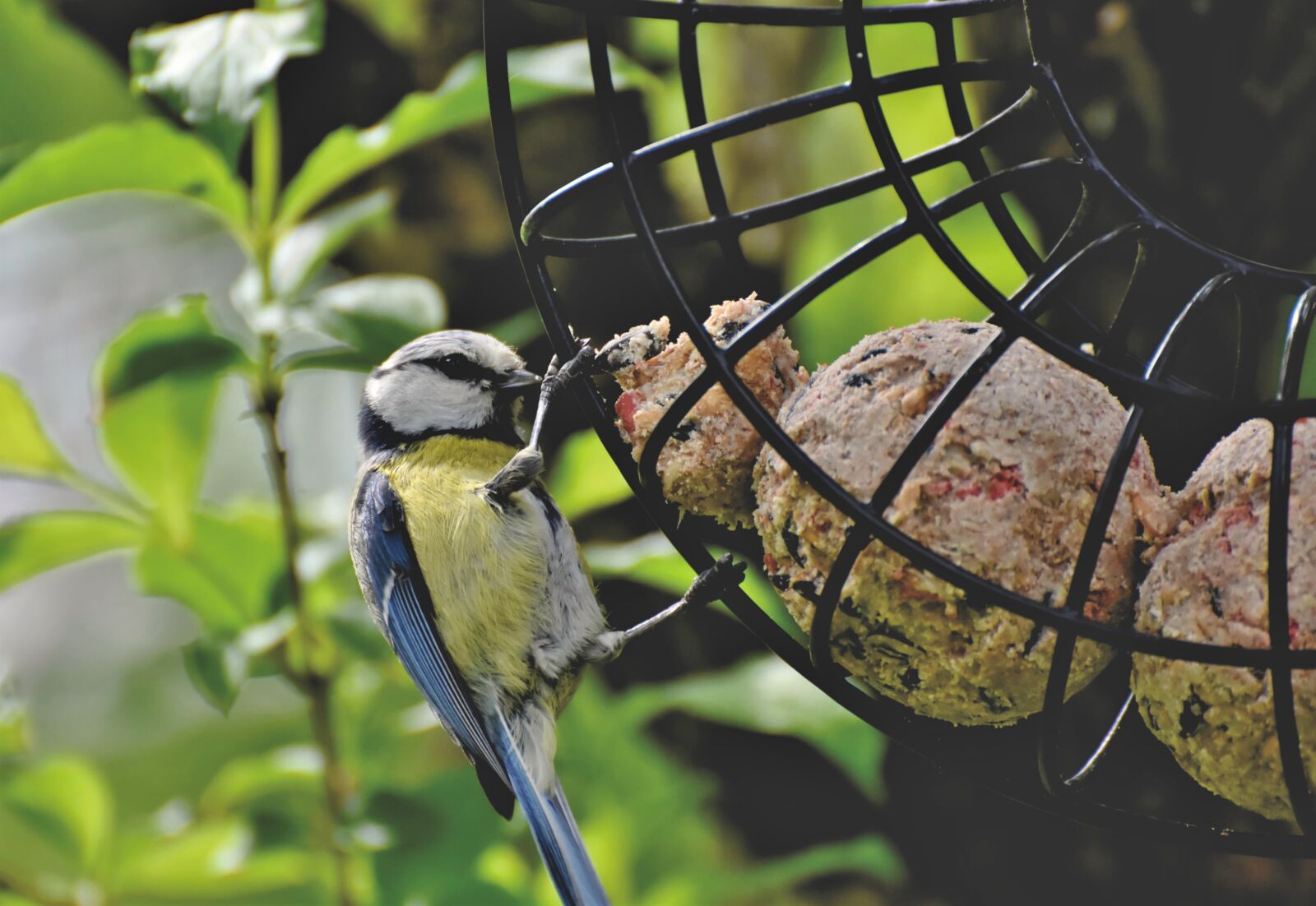 Nikon D7200 sample photo. Blue tit, tit, songbird photography