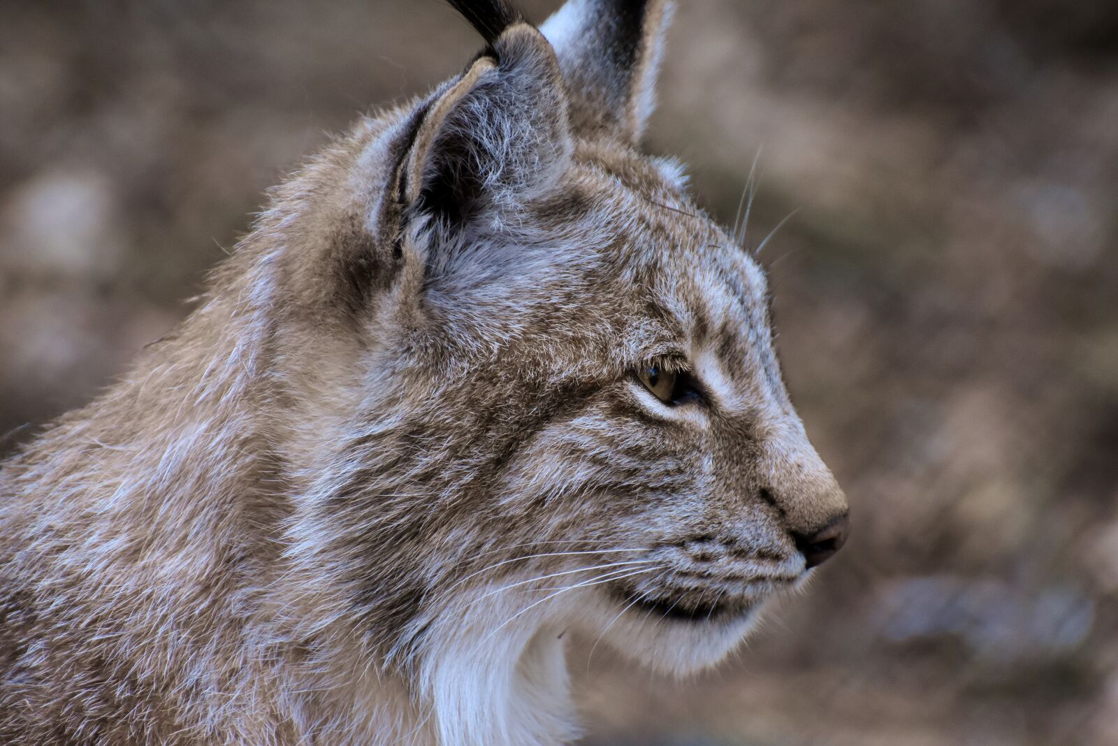 Nikon D7200 sample photo. Lynx, wild animal, wildcat photography