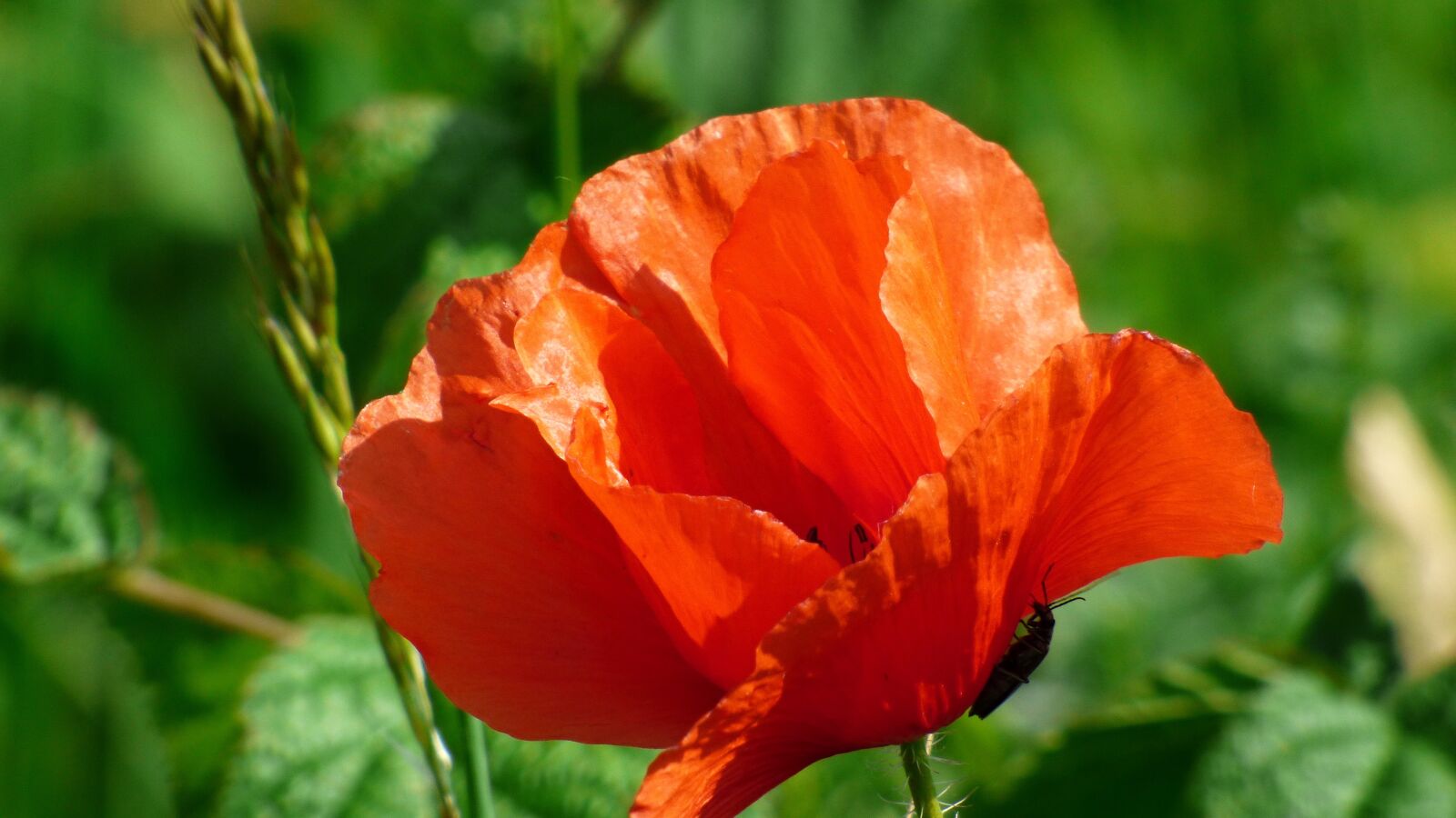 Panasonic DMC-FZ72 sample photo. Flower, wonders, poppy photography