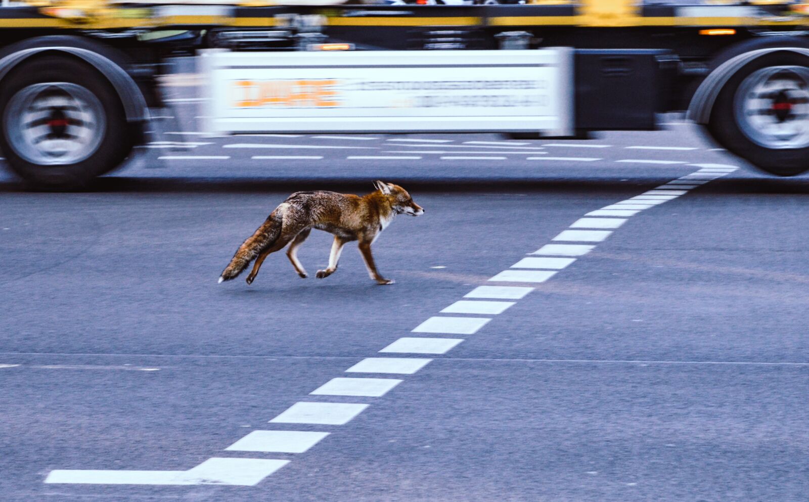 Nikon D610 sample photo. Fuchs, city, traffic photography
