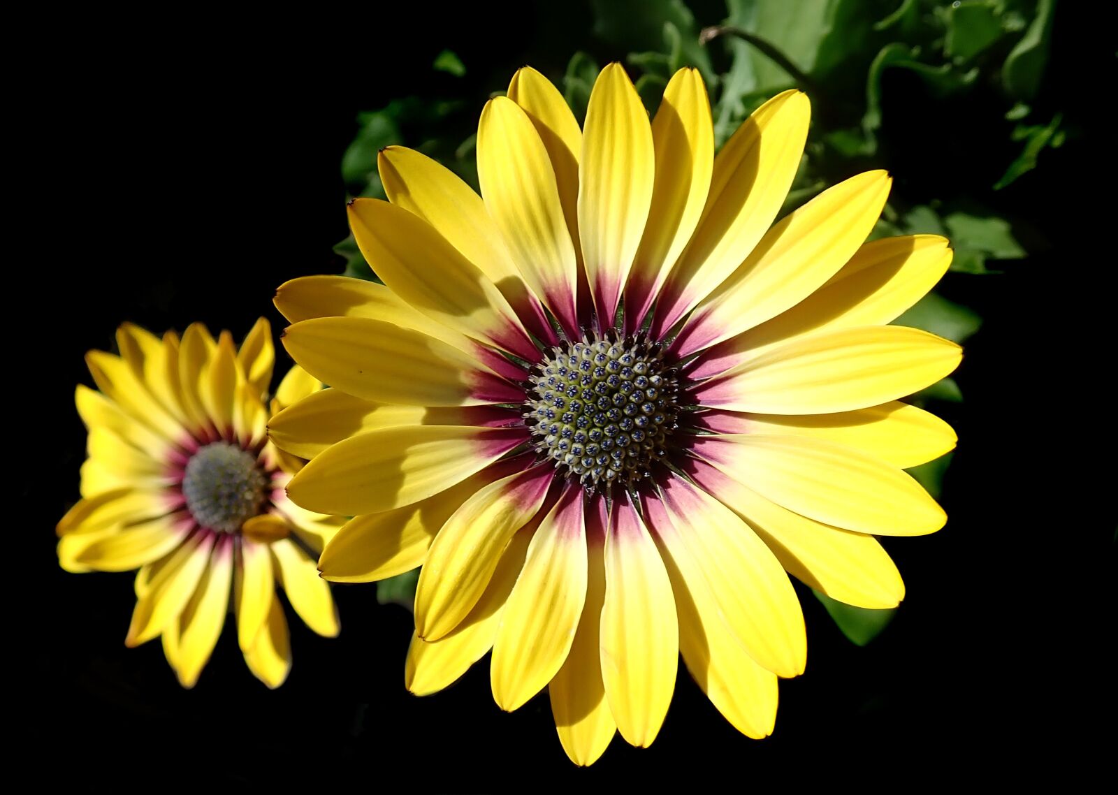 Olympus TG-5 sample photo. Flower, daisy, yellow photography
