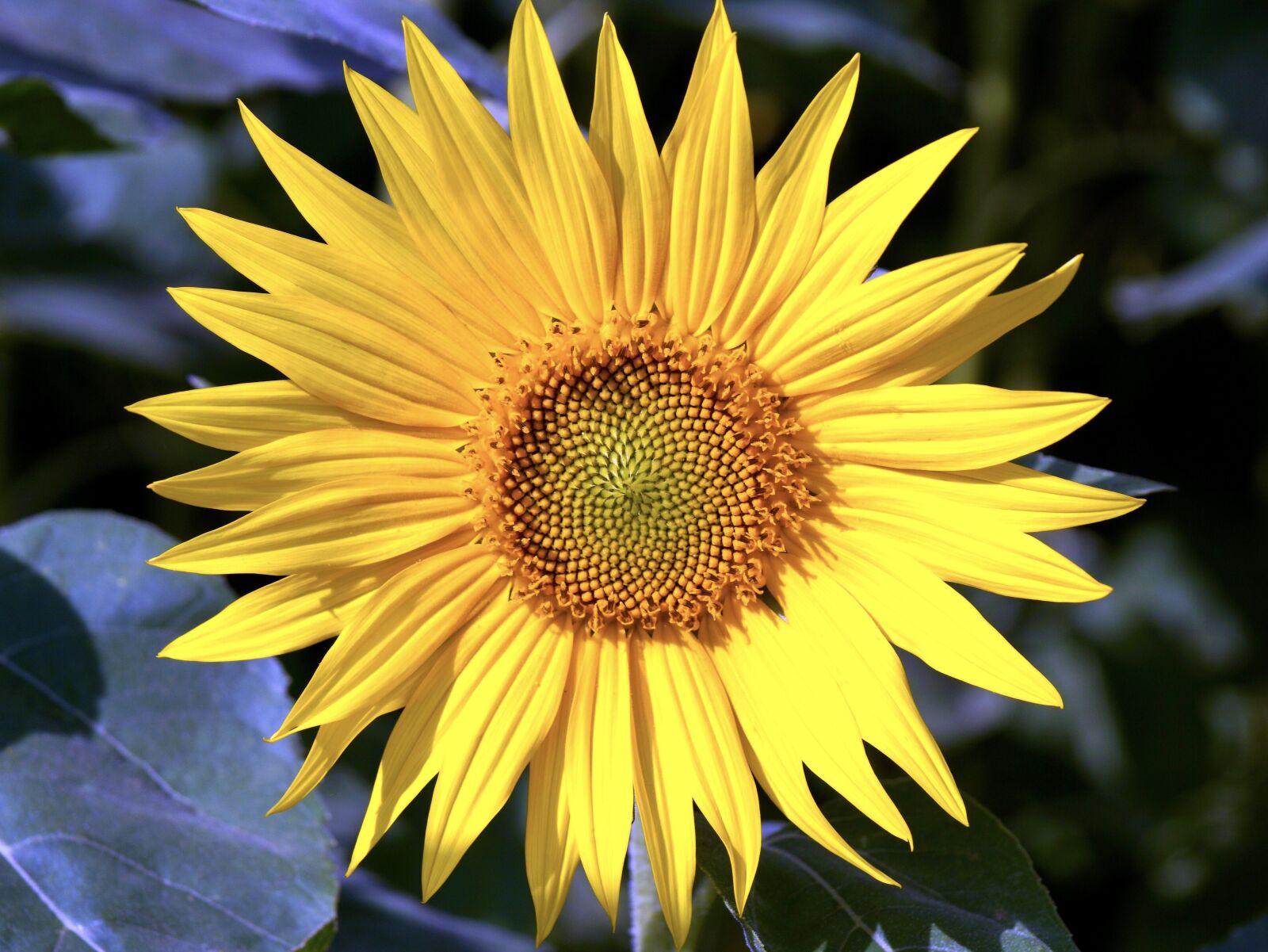 Sony Vario-Sonnar T* DT 16-80mm F3.5-4.5 ZA sample photo. Sunflower, flower, yellow photography