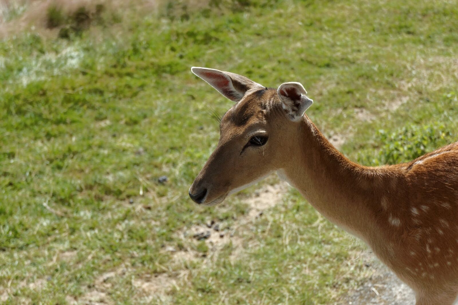 Nikon D40 sample photo. Suede, animal, zoo photography