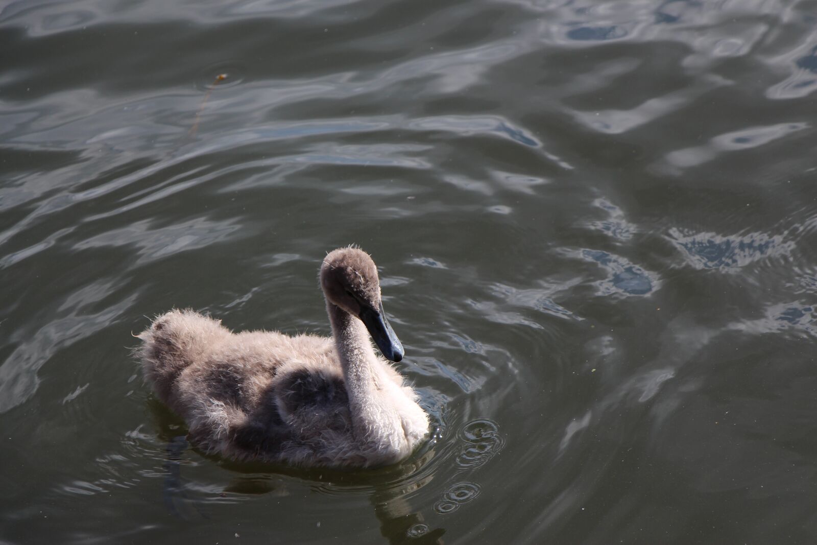 Canon EOS 650D (EOS Rebel T4i / EOS Kiss X6i) sample photo. Swan, animal child, young photography