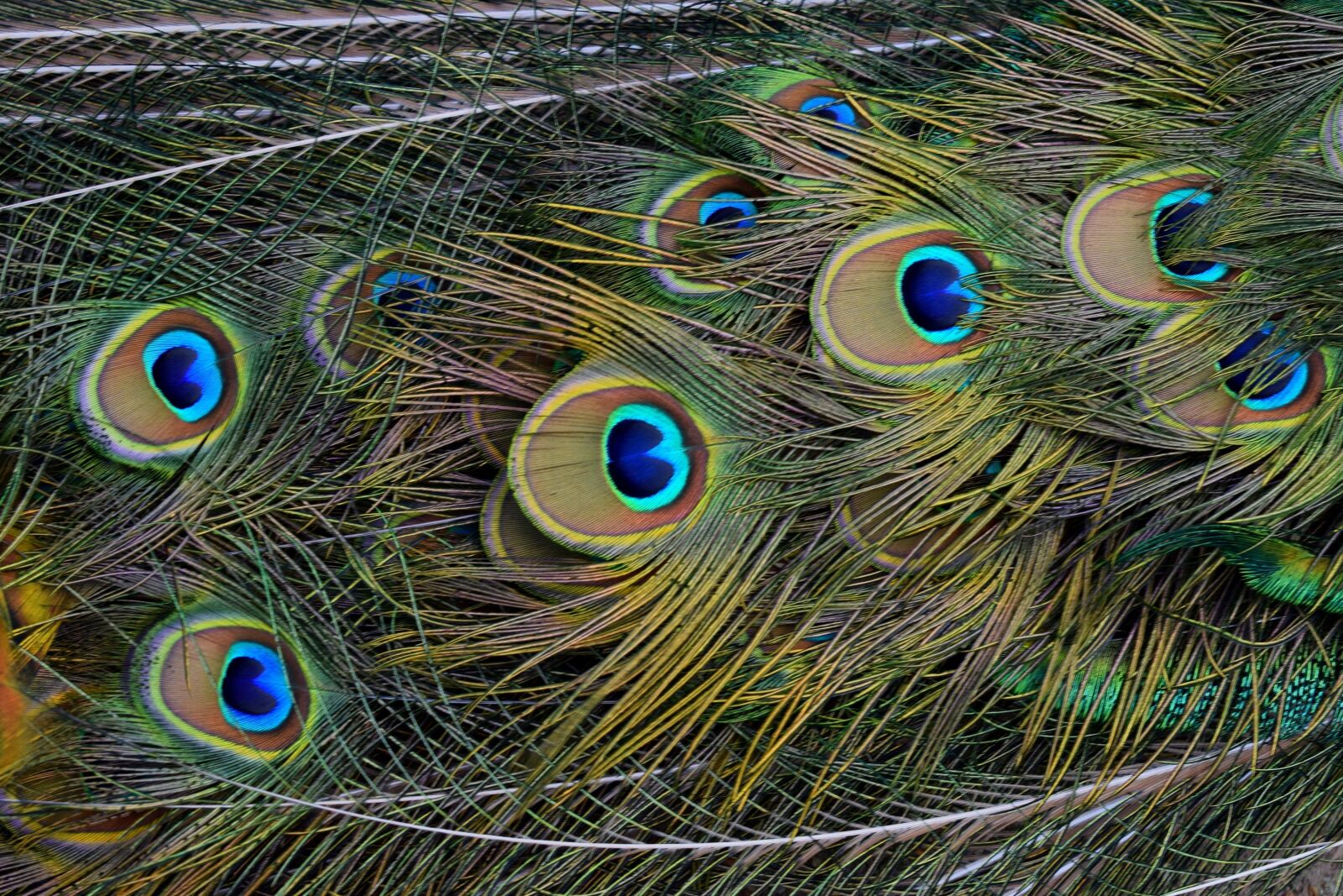 Nikon D3300 sample photo. Peacock, tail feathers, close photography