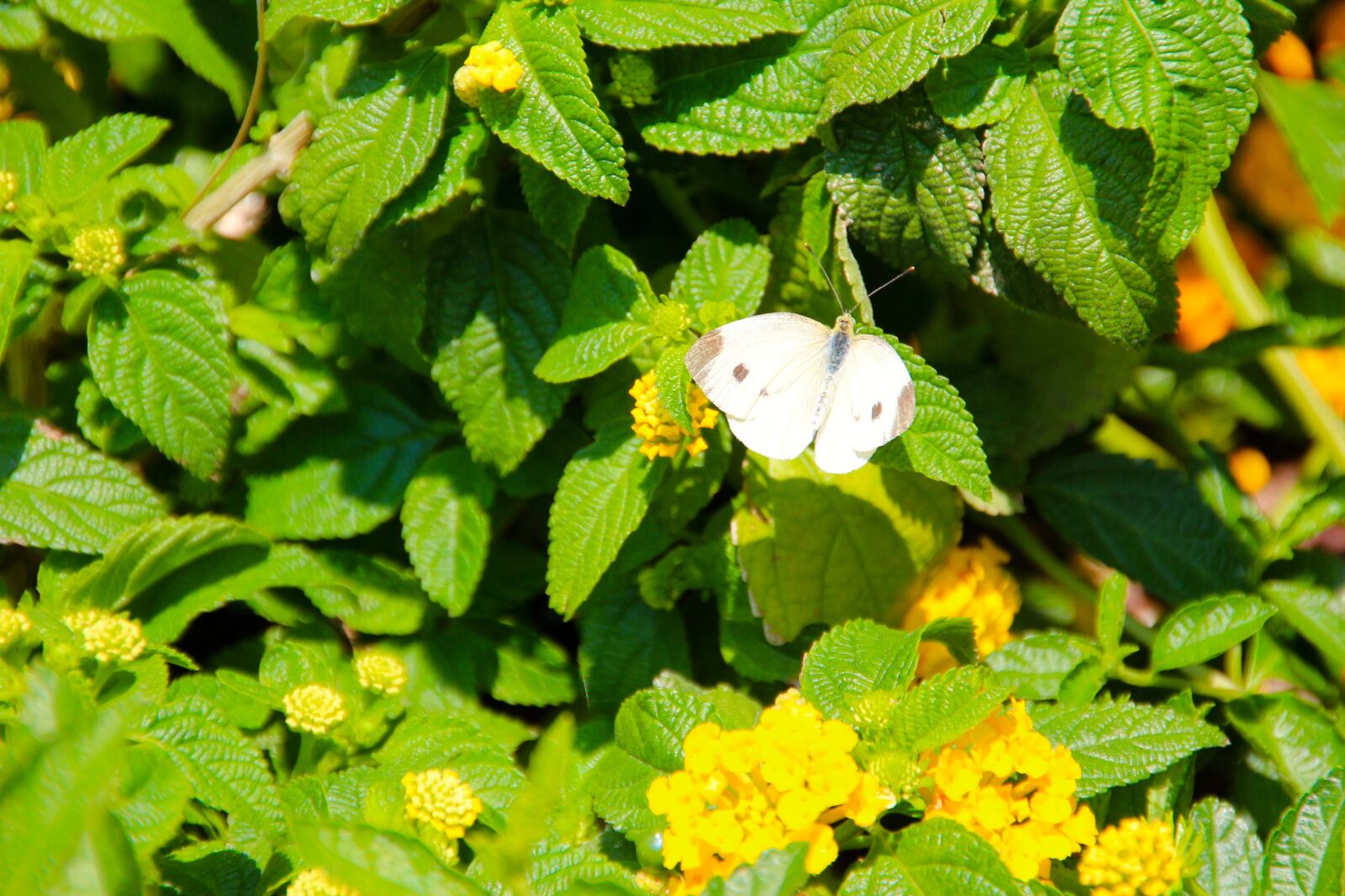 Canon EOS 600D (Rebel EOS T3i / EOS Kiss X5) sample photo. Butterfly, white, nature photography