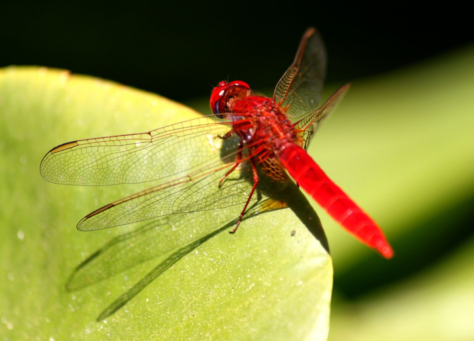 Canon EOS 500D (EOS Rebel T1i / EOS Kiss X3) sample photo. Dragonfly, insect, red photography