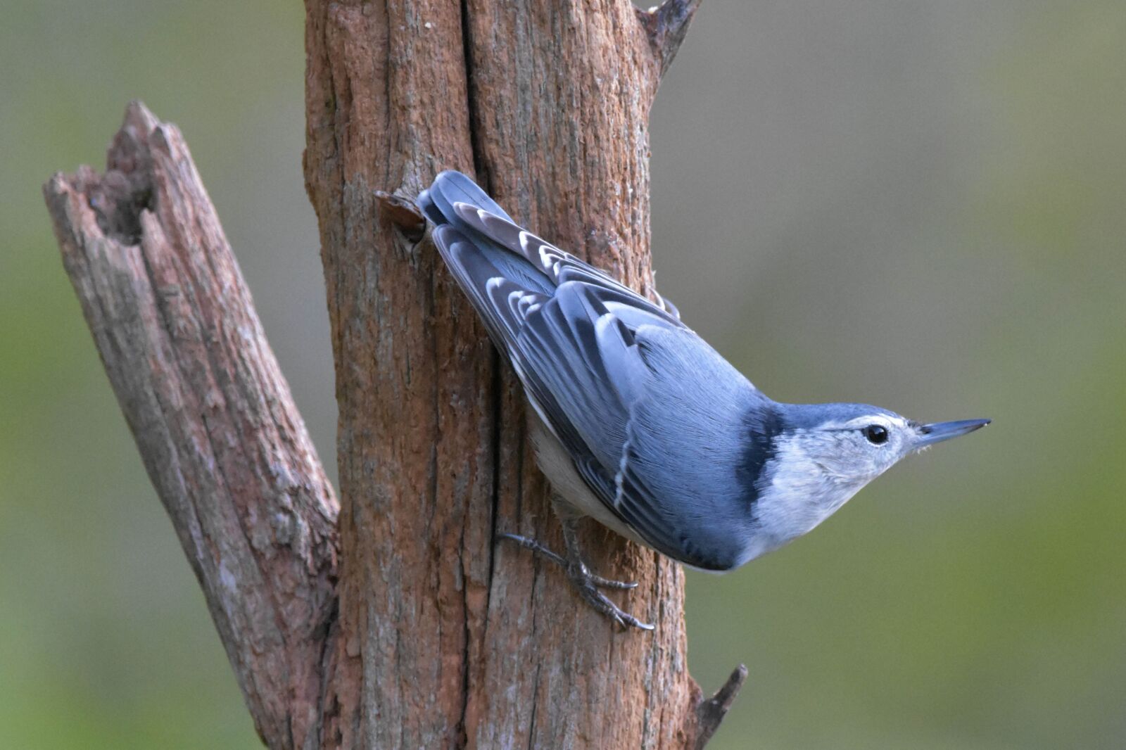 Nikon D3400 sample photo. Nature, bird, nuthatch photography