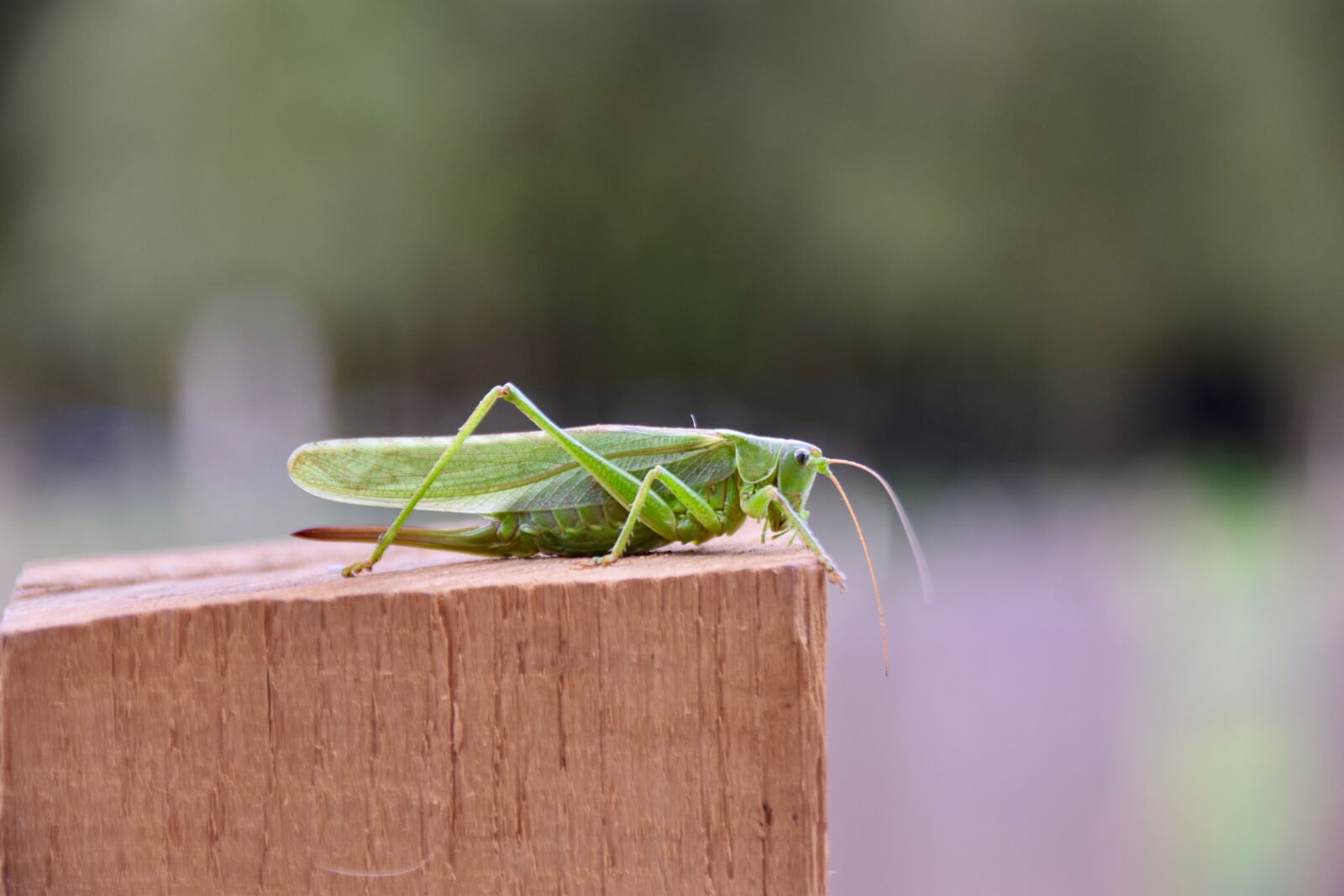 Nikon D5600 sample photo. Grasshopper, insect, green grasshopper photography