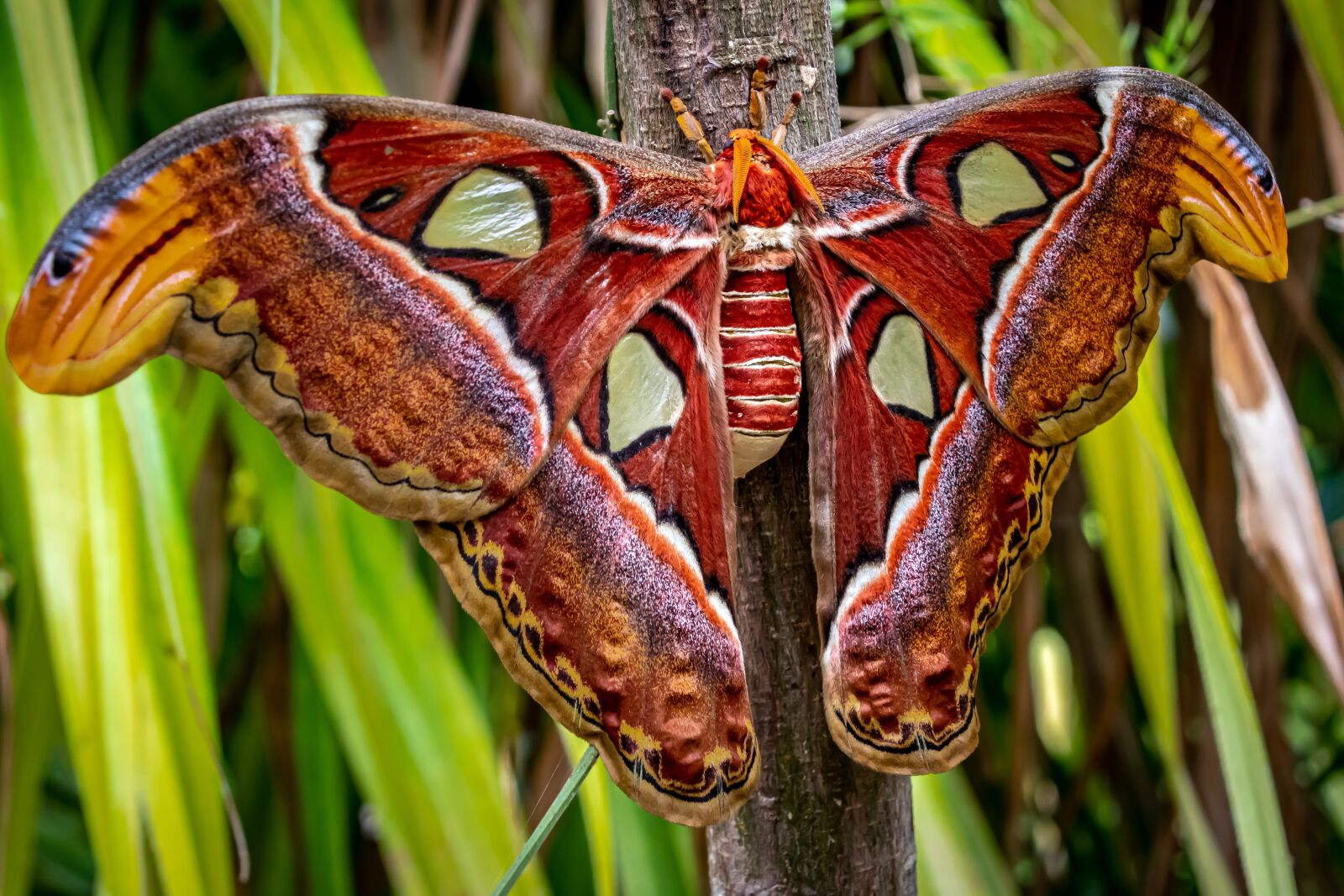 Canon EOS 80D sample photo. Atlas moth, butterfly, the photography