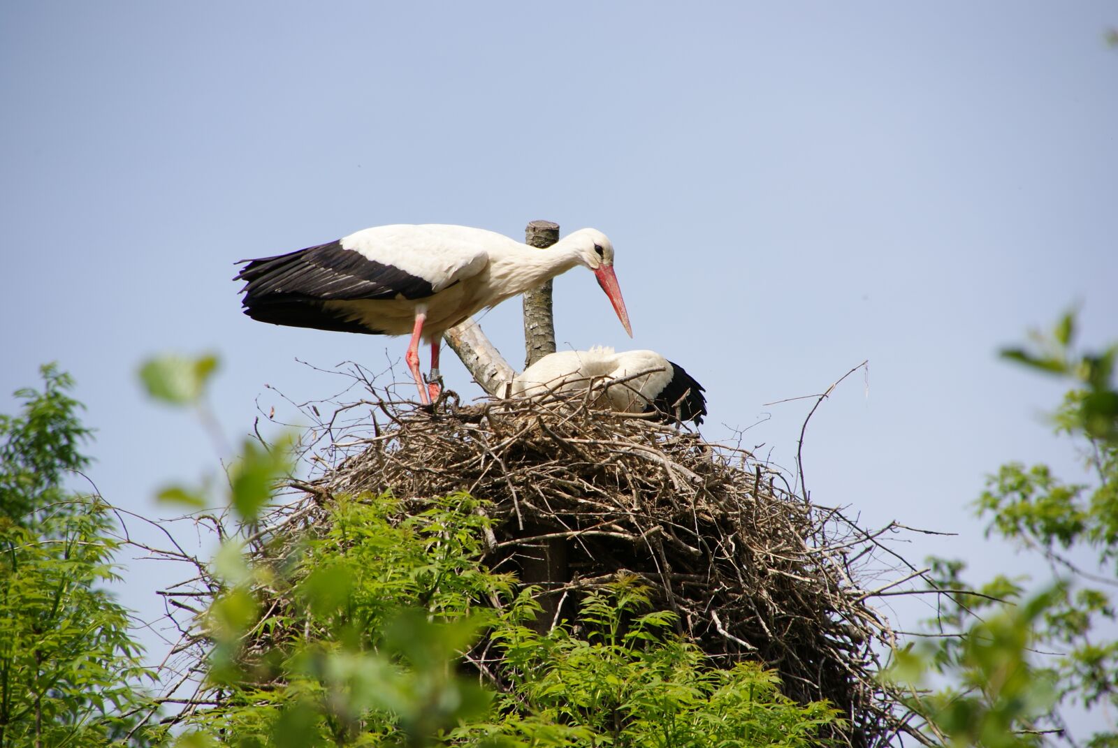 Sony Alpha DSLR-A300 sample photo. Animal, bird, stork photography