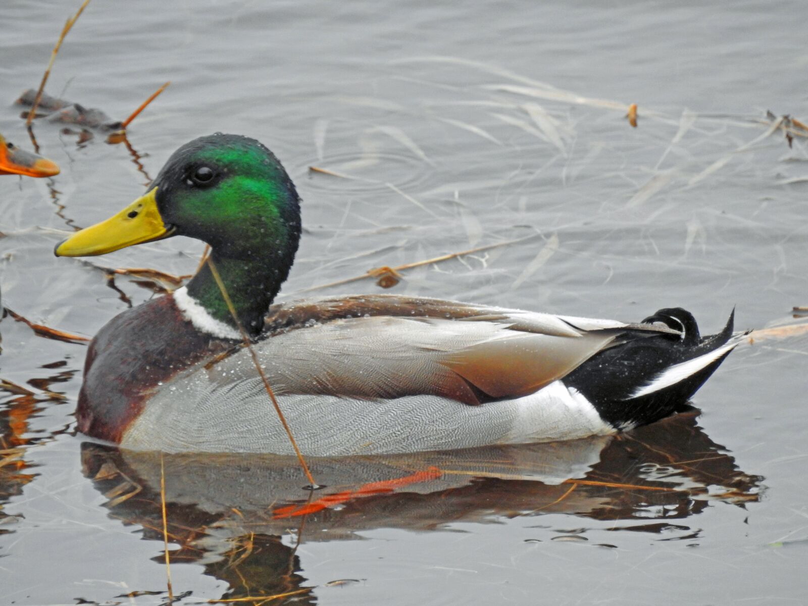 Nikon Coolpix P900 sample photo. Duck, mallard, green photography