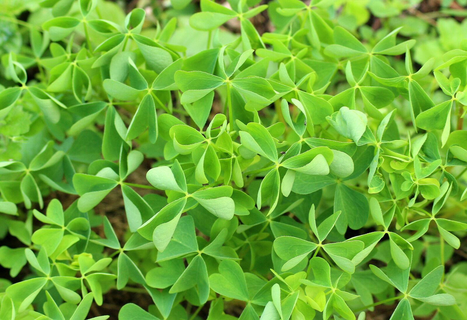 Canon EOS 1200D (EOS Rebel T5 / EOS Kiss X70 / EOS Hi) sample photo. Perennial, sorrel tree, green photography