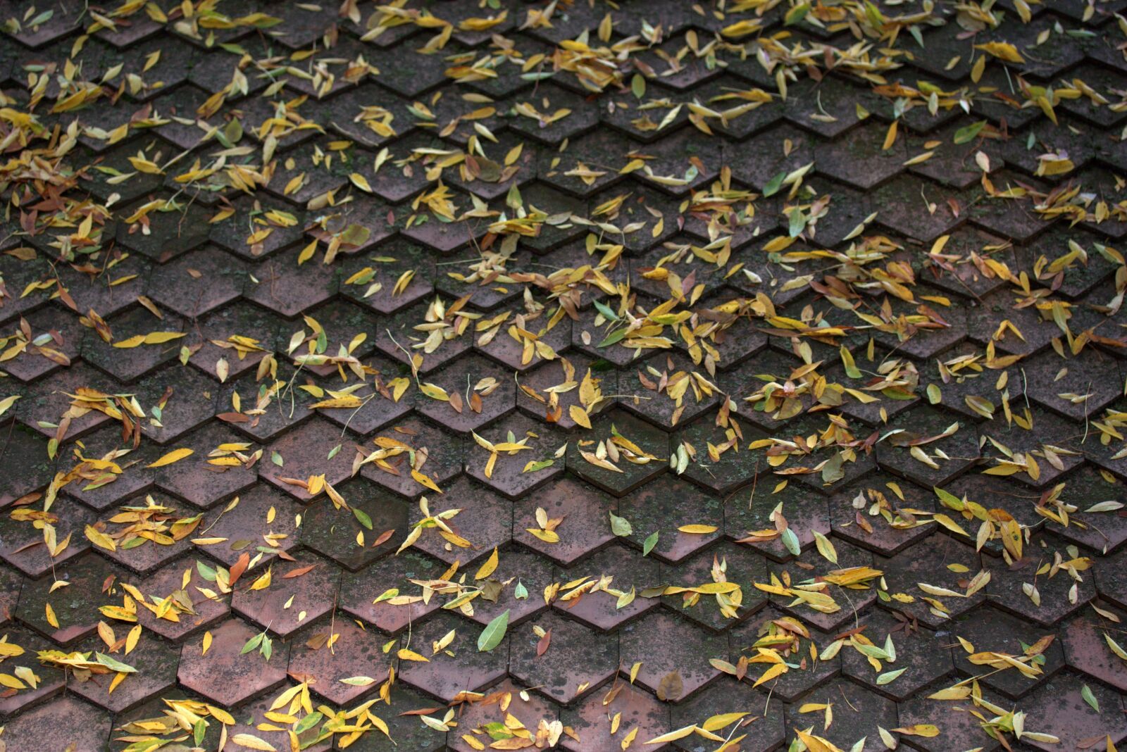 Canon EF-S 60mm F2.8 Macro USM sample photo. Roof, leaves, yellow photography