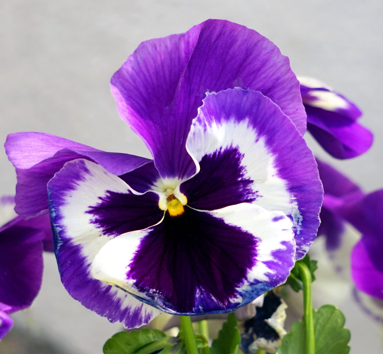 Sony Alpha a5000 (ILCE 5000) + Sony E 55-210mm F4.5-6.3 OSS sample photo. Pansy, viola, violet plant photography