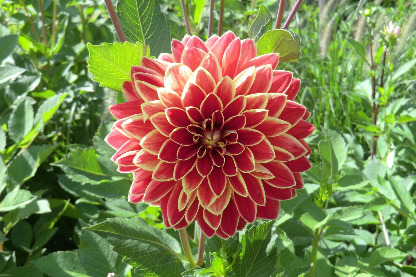 CASIO EX-H15 sample photo. Dahlia, flower, blossom photography