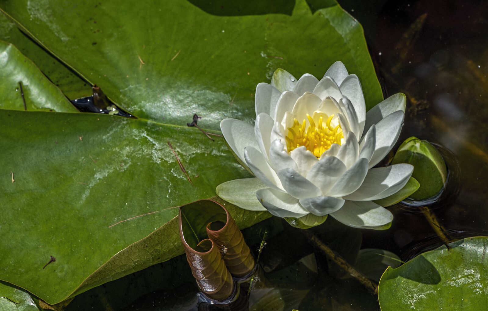 Nikon D610 sample photo. Water, lily, blossom photography