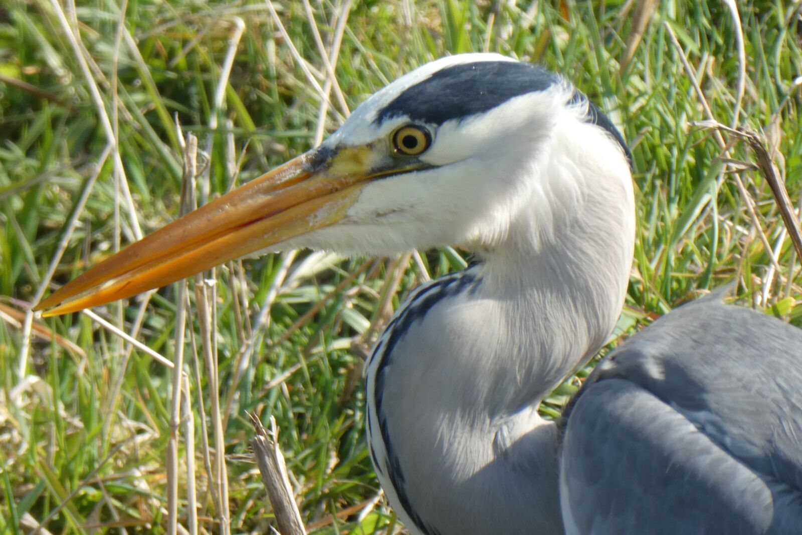 Panasonic Lumix DC-ZS70 (Lumix DC-TZ90) sample photo. Heron, bird, ditch photography