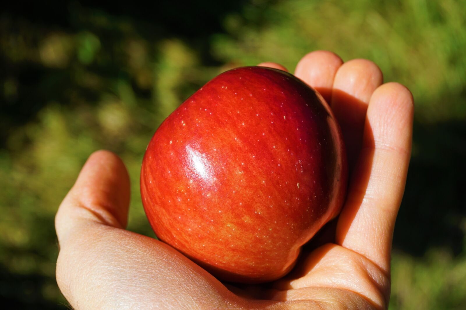 Sony a6000 sample photo. Apple, hand, red photography