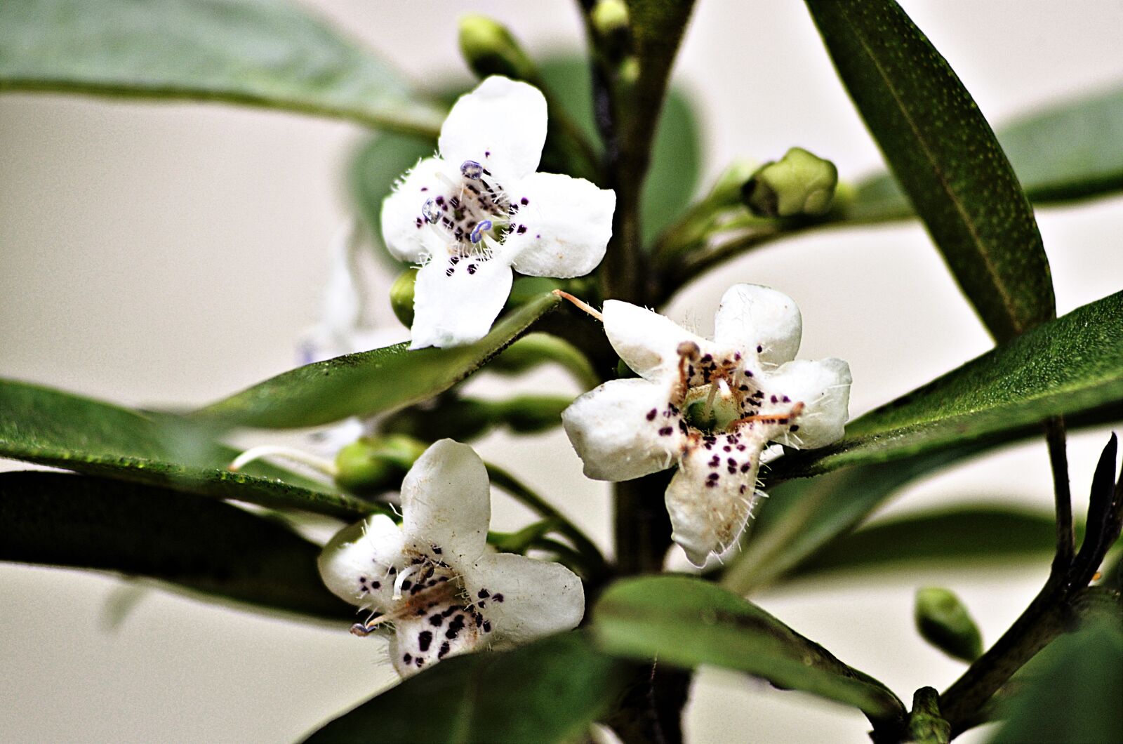 Nikon D5100 sample photo. Flower, garden, spring photography