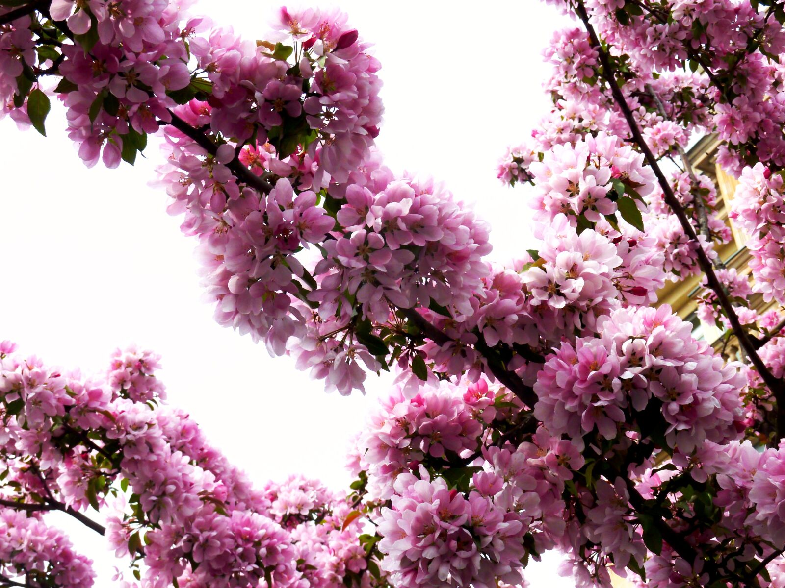 Panasonic DMC-TZ7 sample photo. Spring, flowers, plant photography