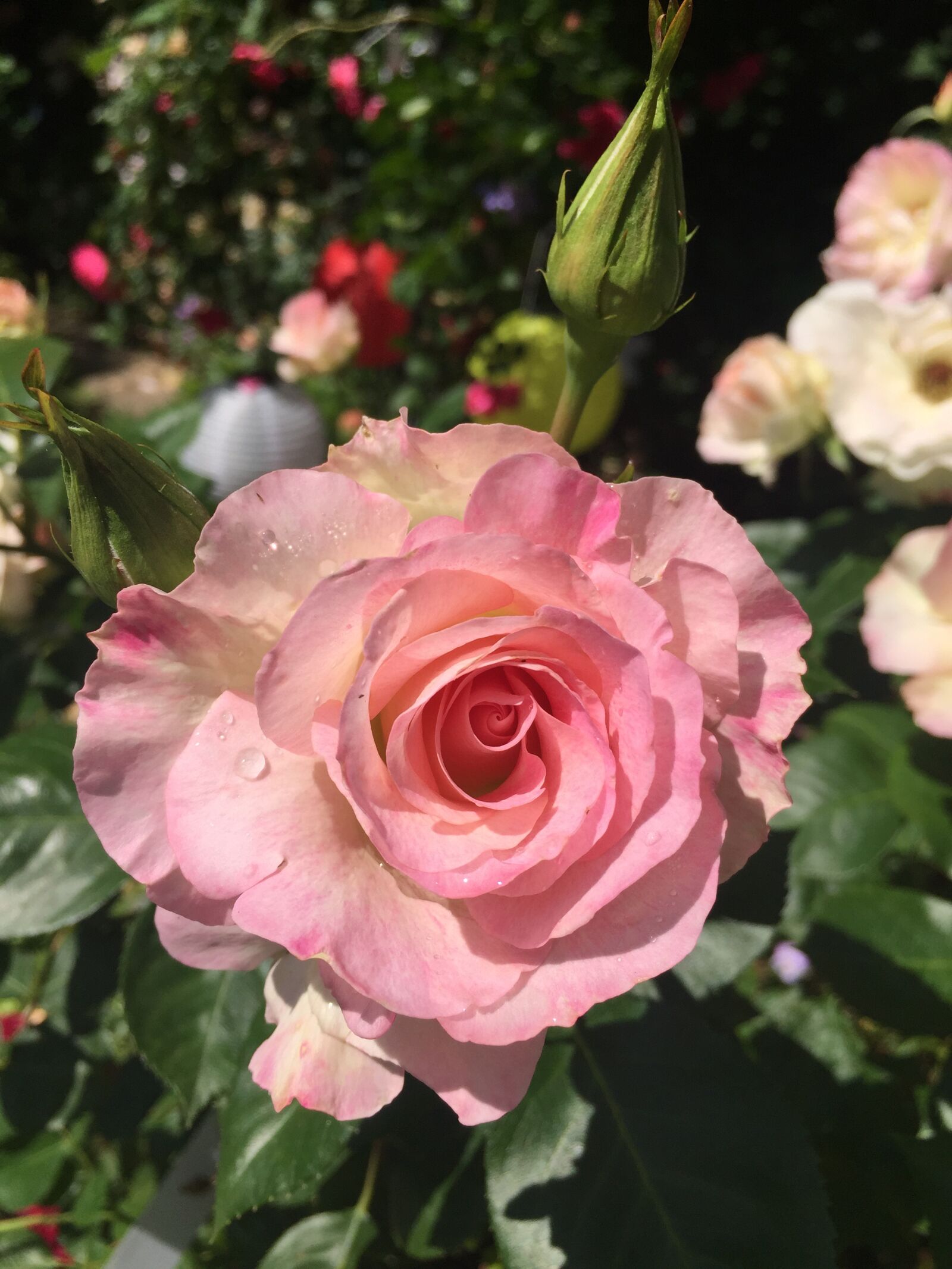 iPhone 6 Plus back camera 4.15mm f/2.2 sample photo. Pink flower, rose, nature photography