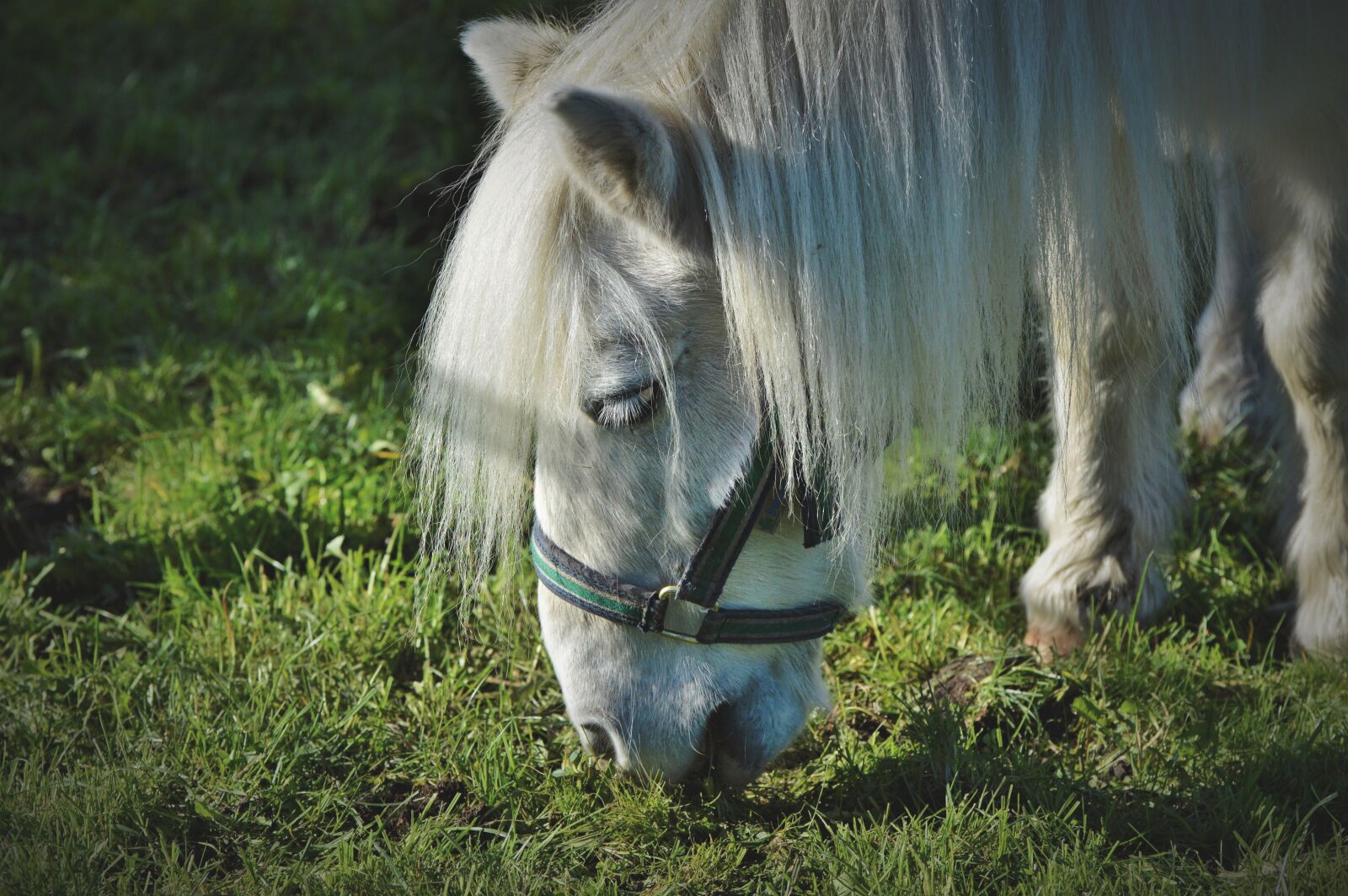 Nikon D3200 sample photo. Horse, pony, horse head photography